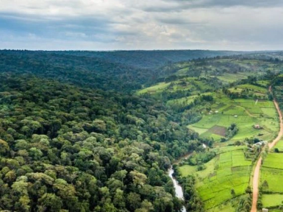 mau forest
