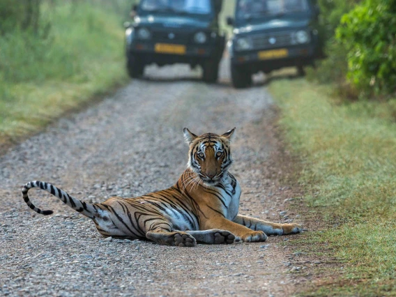 India Tiger Reserve