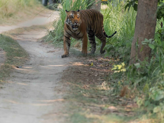 A tiger roaming around his territory in the forest trail.