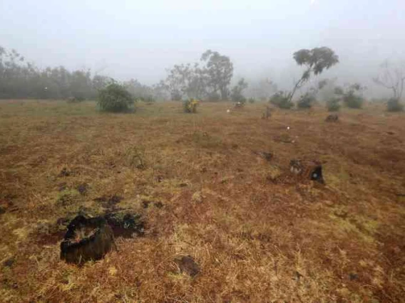 A Cleared section of Sabatia Forest in Eldma Ravine ,Baringo county on March 2,2018