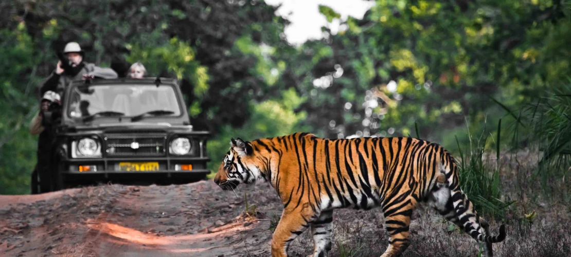 A tiger crosses the road in front of a jeep. Bandhavgarh park, india