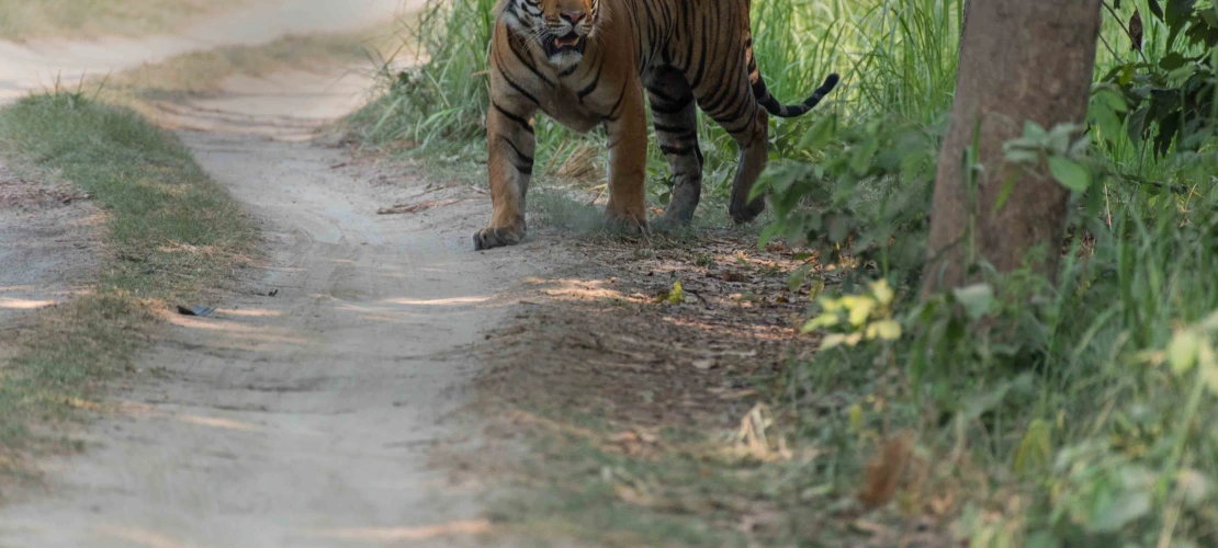 A tiger roaming around his territory in the forest trail.