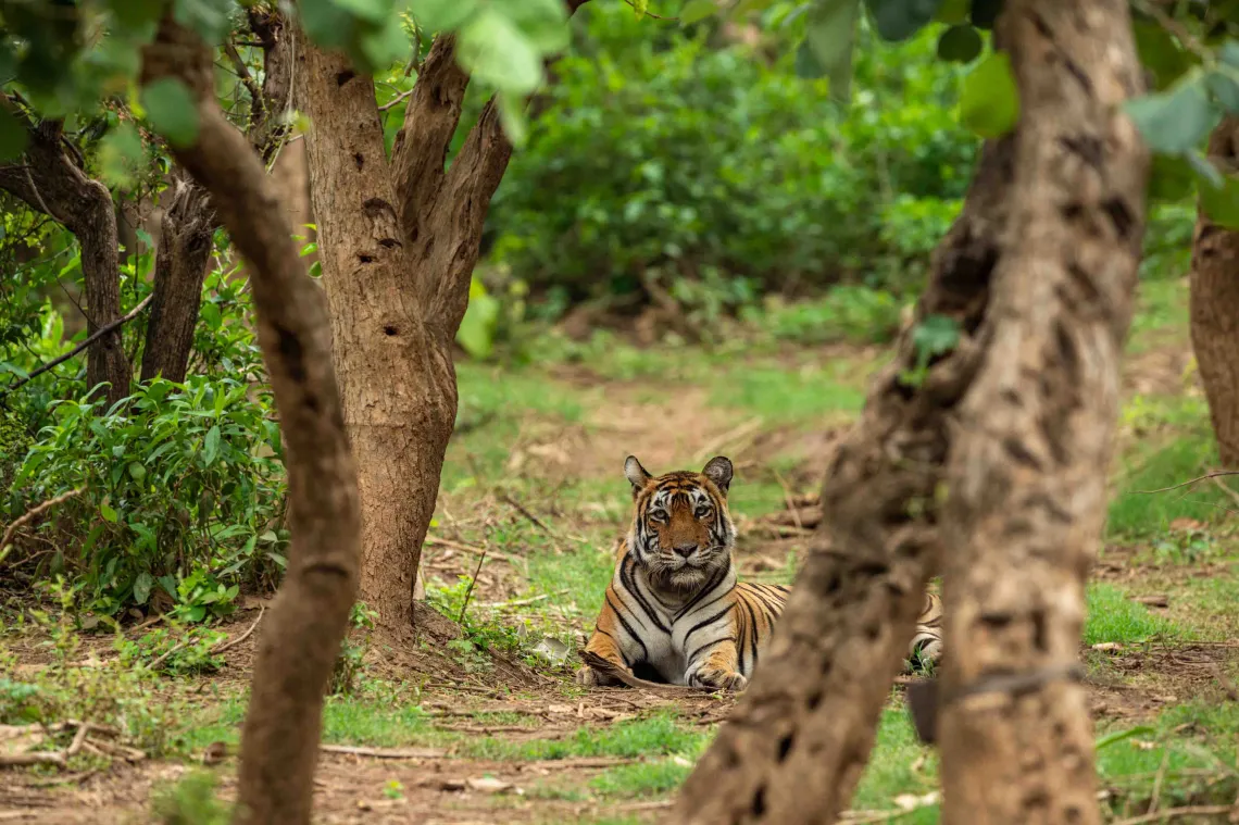 tiger