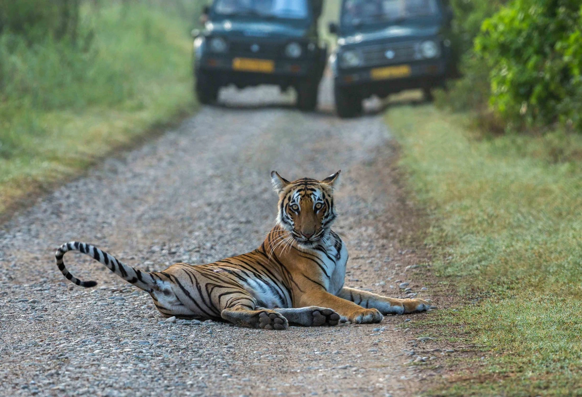 India Tiger Reserve