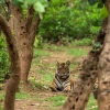tiger