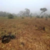 A Cleared section of Sabatia Forest in Eldma Ravine ,Baringo county on March 2,2018